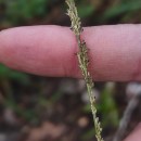 Sporobolus indicus (L.) R. Br.Sporobolus indicus (L.) R. Br.