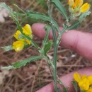Genista tridentata L. subsp. cantabrica (Spach) NymanGenista tridentata L. subsp. cantabrica (Spach) Nyman