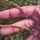 Paspalum dilatatum Poir.Paspalum dilatatum Poir.