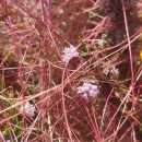 Cuscuta epithymum (L.) L.Cuscuta epithymum (L.) L.