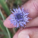 Jasione montana L.Jasione montana L.
