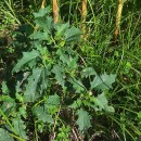Datura stramonium L.Datura stramonium L.
