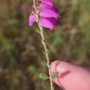 Erica ciliaris L.Erica ciliaris L.