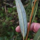Salix alba L.Salix alba L.