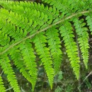 Polystichum setiferum (Forssk.) Woyn.Polystichum setiferum (Forssk.) Woyn.