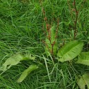 Rumex obtusifolius L.Rumex obtusifolius L.