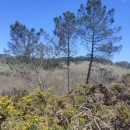 Pinus pinaster AitonPinus pinaster Aiton