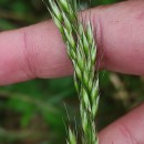 Arrhenatherum elatius (L.) Beauv. ex J. & C. PreslArrhenatherum elatius (L.) Beauv. ex J. & C. Presl