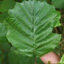Alnus glutinosa (L.) Gaertn.Alnus glutinosa (L.) Gaertn.