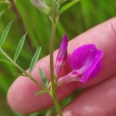 Vicia sativa L. subsp. nigra Ehrh.Vicia sativa L. subsp. nigra Ehrh.