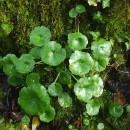 Umbilicus rupestris (Salisb.) DandyUmbilicus rupestris (Salisb.) Dandy