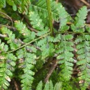 Dryopteris dilatata (Hoffm.) A. GrayDryopteris dilatata (Hoffm.) A. Gray