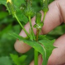 Sonchus oleraceus L.Sonchus oleraceus L.