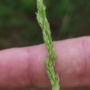 Agrostis canina L.Agrostis canina L.