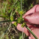 Cyperus eragrostis Lam.Cyperus eragrostis Lam.