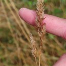 Dactylis glomerata LDactylis glomerata L