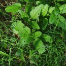 Scrophularia auriculata L.Scrophularia auriculata L.