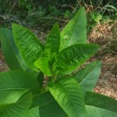 Phytolacca americana L.Phytolacca americana L.