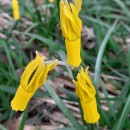 Narcissus cyclamineus DC.Narcissus cyclamineus DC.