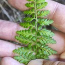 Asplenium obovatum Viv. subsp. billotii (F.W.Schultz) O.Bolòs, Vigo, Masalles & NinotAsplenium obovatum Viv. subsp. billotii (F.W.Schultz) O.Bolòs, Vigo, Masalles & Ninot