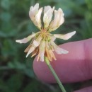 Trifolium repens L.Trifolium repens L.