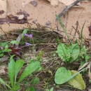 Lobelia urens L.Lobelia urens L.