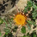 Carlina hispanica Lam. subsp. major (Lange) Meusel & KästnerCarlina hispanica Lam. subsp. major (Lange) Meusel & Kästner