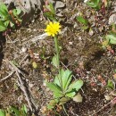 Arnoseris minima (L.) Schweigg. & KoerteArnoseris minima (L.) Schweigg. & Koerte