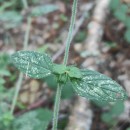 Clinopodium vulgare  L.Clinopodium vulgare L.