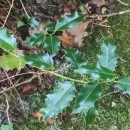 Ilex aquifolium L.Ilex aquifolium L.