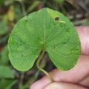 Viola palustris L.Viola palustris L.