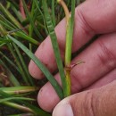 Juncus heterophyllus Léon DufourJuncus heterophyllus Léon Dufour