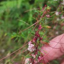 Cuscuta epithymum (L.) L.Cuscuta epithymum (L.) L.