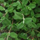 Cistus salvifolius L.Cistus salvifolius L.