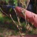 Juncus tenuis Willd.Juncus tenuis Willd.