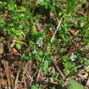 Cardamine hirsuta L.Cardamine hirsuta L.
