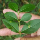 Ligustrum ovalifolium Hassk.Ligustrum ovalifolium Hassk.