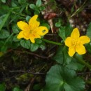 Caltha palustris L.Caltha palustris L.