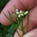 Cardamine flexuosa With.Cardamine flexuosa With.