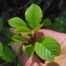 Frangula alnus Mill.Frangula alnus Mill.