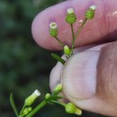 Erigeron canadensis L.Erigeron canadensis L.