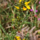 Ulex gallii Panch. subsp. breoganii (Castrov. & Valdés Berm.) Rivas Mart., T.E. Díaz, Fern. Prieto, Loidi & PenasUlex gallii Panch. subsp. breoganii (Castrov. & Valdés Berm.) Rivas Mart., T.E. Díaz, Fern. Prieto, Loidi & Penas