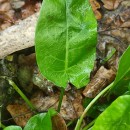 Rumex acetosa  L.Rumex acetosa  L.