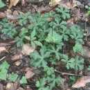 Sanicula europaea L.Sanicula europaea L.