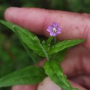Epilobium obscurum Schreb.Epilobium obscurum Schreb.