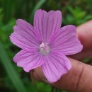 Malva tournefortiana L.Malva tournefortiana L.
