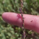 Molinia caerulea (L.) MoenchMolinia caerulea (L.) Moench