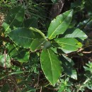 Laurus nobilis L.Laurus nobilis L.