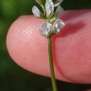 Vicia hirsuta (L.) GrayVicia hirsuta (L.) Gray