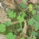 Oxalis corniculata L.Oxalis corniculata L.